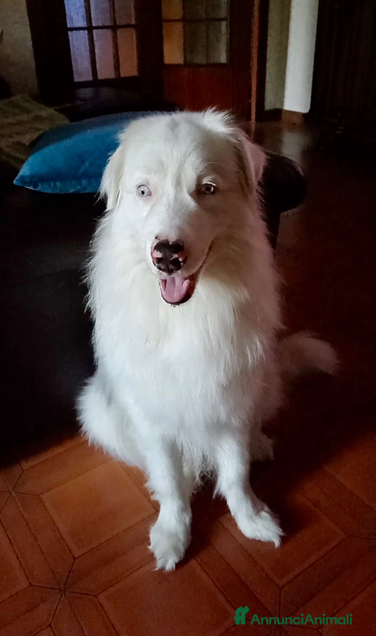 Border Collie cani Jack favoloso mix border collie albino - Annuncio 3
