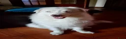 Border Collie cani in regalo: Jack favoloso mix border collie albino - Annuncio 1
