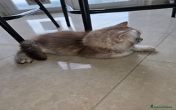 Scottish gatti in vendita: Femminuccia Scottish  a Provincia di Pavia - Immagine 3