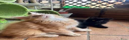 Maine Coon gatti in vendita: MAINE COON RED-WHITE PEDIGREE RIPRODUZIONE 3 rate  - Annuncio 12