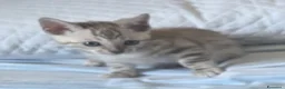 Bengala gatti in vendita: Vendita di cuccioli Bengala - Annuncio 3