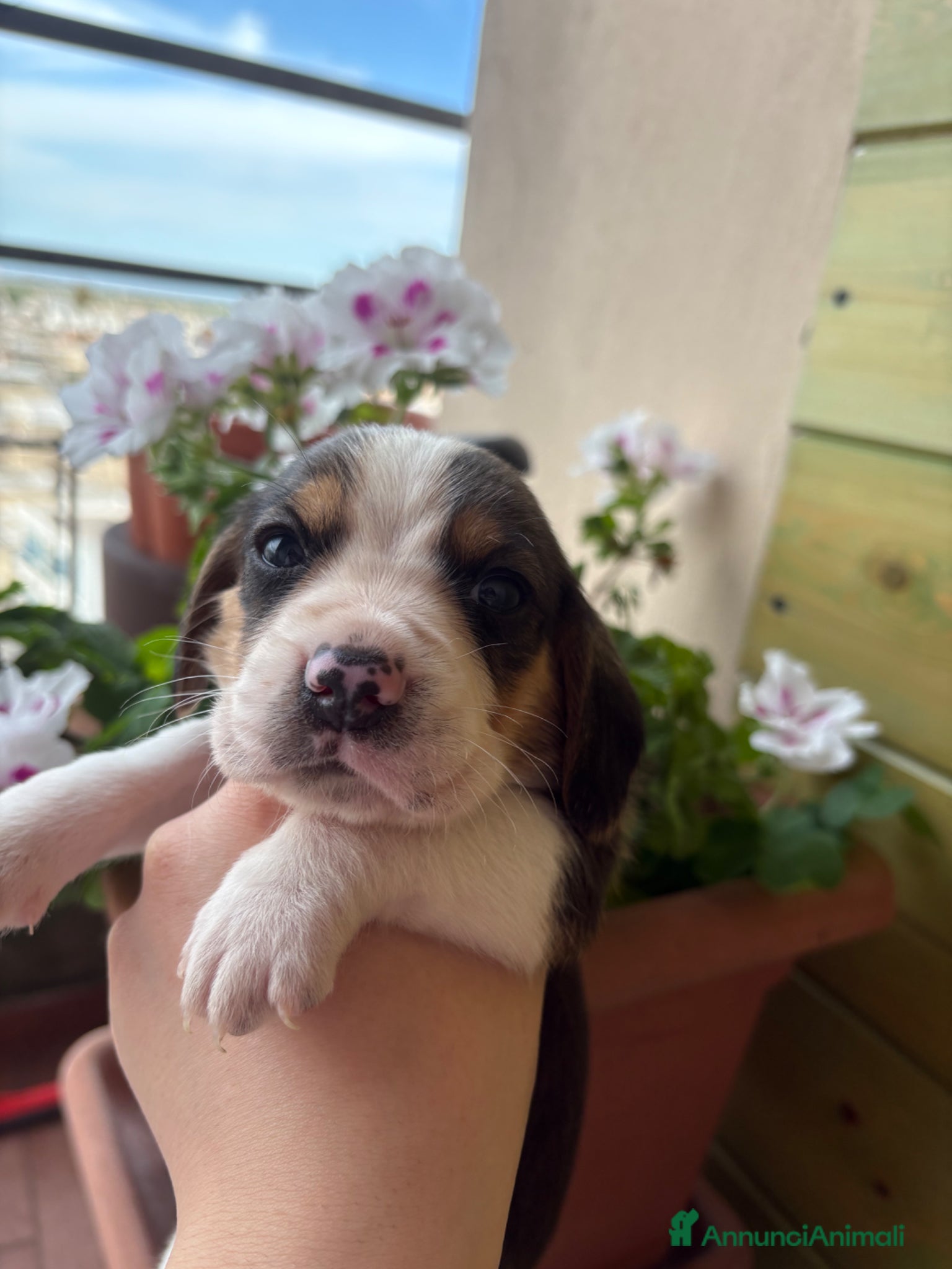 Beagle cani cuccioli di beagle - Annuncio 2