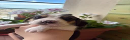 Beagle cani in vendita: cuccioli di beagle a Provincia di Barletta-Andria-Trani - Annuncio 1