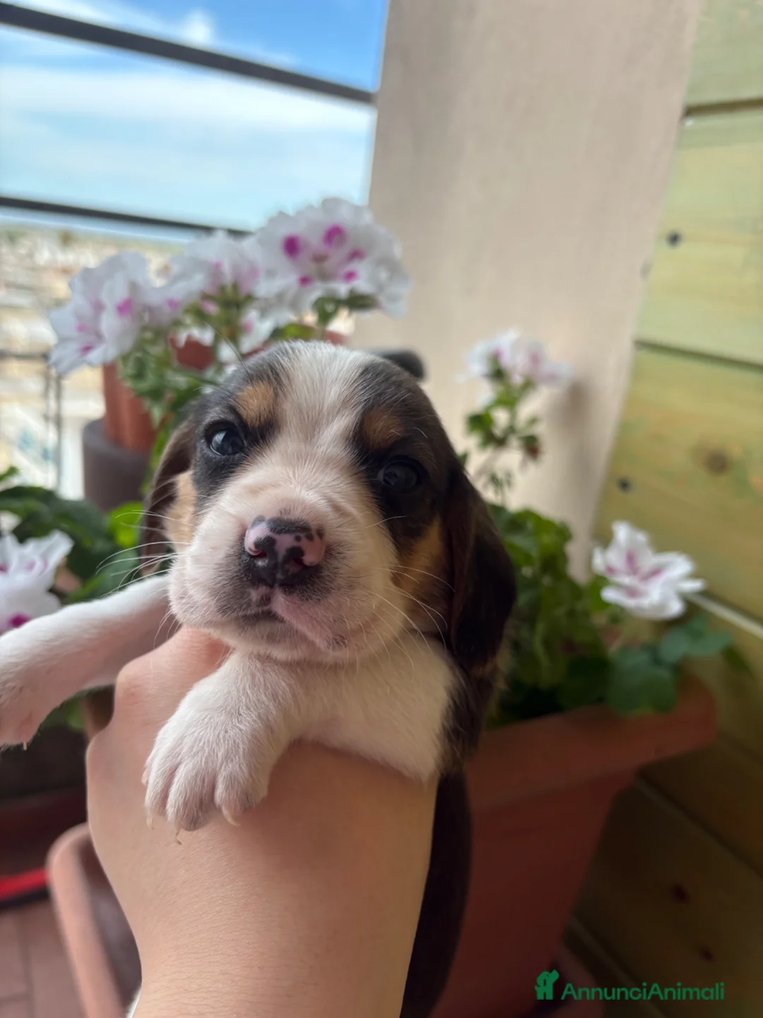 Beagle cani in vendita: cuccioli di beagle a Provincia di Barletta-Andria-Trani - Annuncio 1