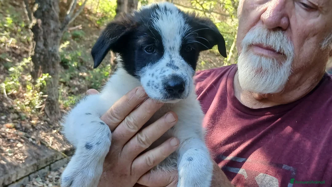 Meticcio cani in regalo: ARCOBALENO HA BISOGNO DI UNA MAMMA E DI UN PAPA' - Annuncio 4