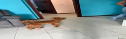 Meticcio cani in vendita: Barboncino  a Città Metropolitana di Bologna - Annuncio 2