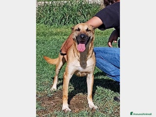 Meticcio cani Amos bellissimo meticcio aspetta una famiglia a Latina - Annuncio 2