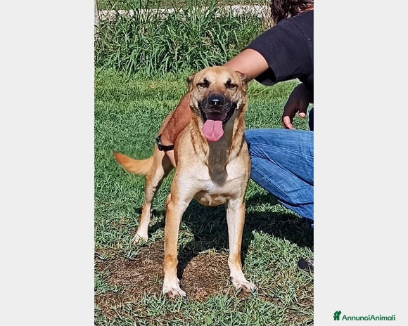 Meticcio cani a Latina - Annuncio 12