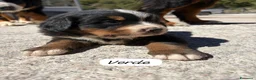 Bovaro del Bernese cani in vendita: Cuccioli del Bovaro del Bernese  - Annuncio 9