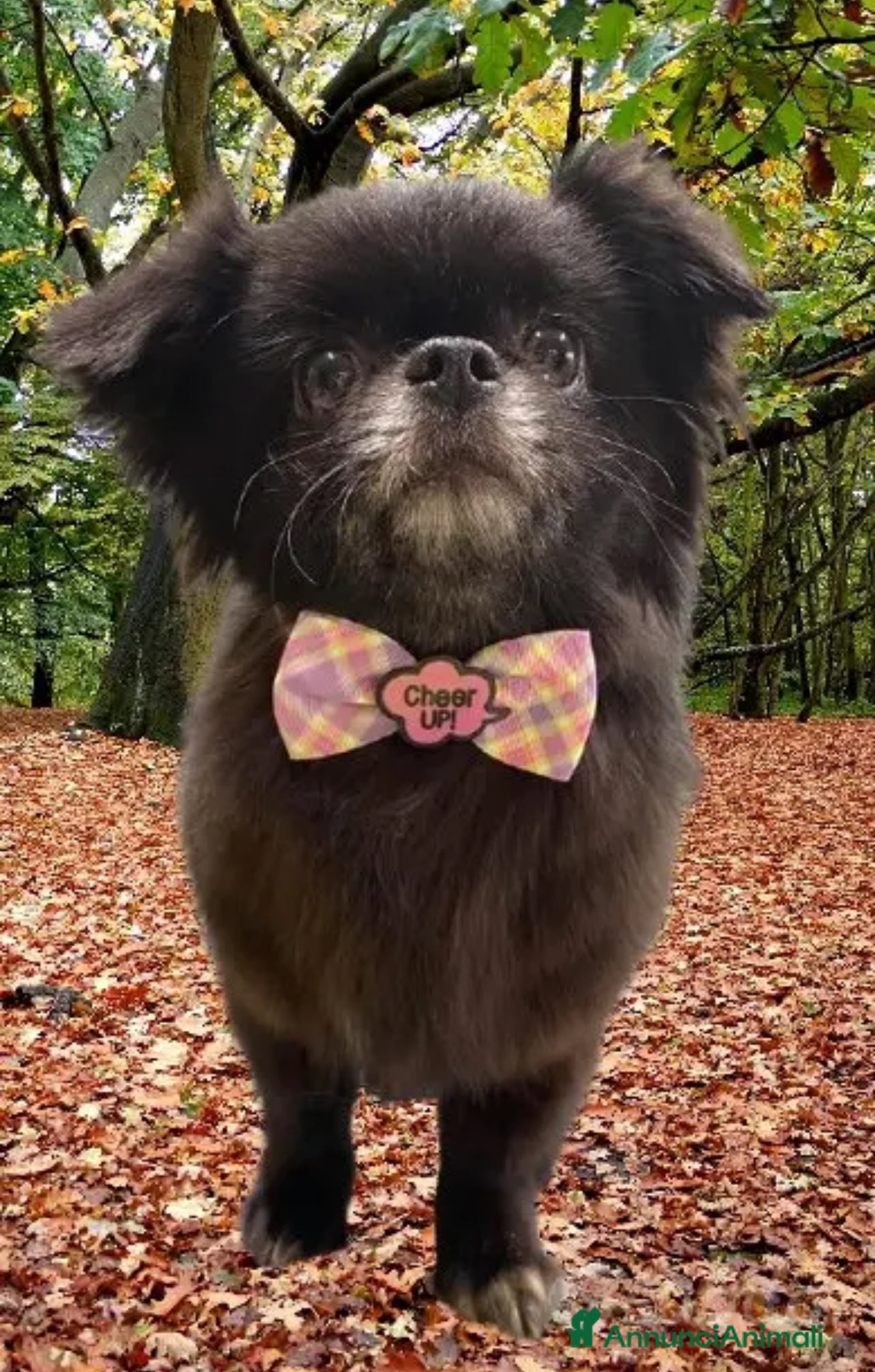 Chihuahua cani Chihuahua pl  - Annuncio 3