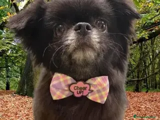 Chihuahua cani Chihuahua pl - Annuncio 3