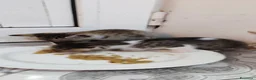 Europeo gatti in regalo: 4micini 50giorni IN ARRIVO A MILANO( su richiesta) - Annuncio 10