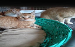 Europeo gatti in regalo: 5 cuccioli e mamma cercano casa❤️ - Immagine 8