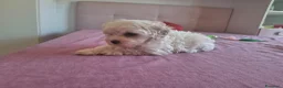 Maltipoo cani in vendita: Dolcissima cucciola di Maltipoo - Annuncio 7