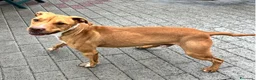 Meticcio cani in regalo: CLYDE PIT BULLINO - Annuncio 3