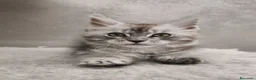 Maine Coon gatti in vendita: Cucciola Maine Coon silver - Annuncio 13