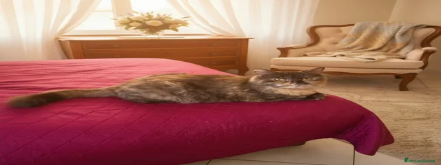 Bimba
