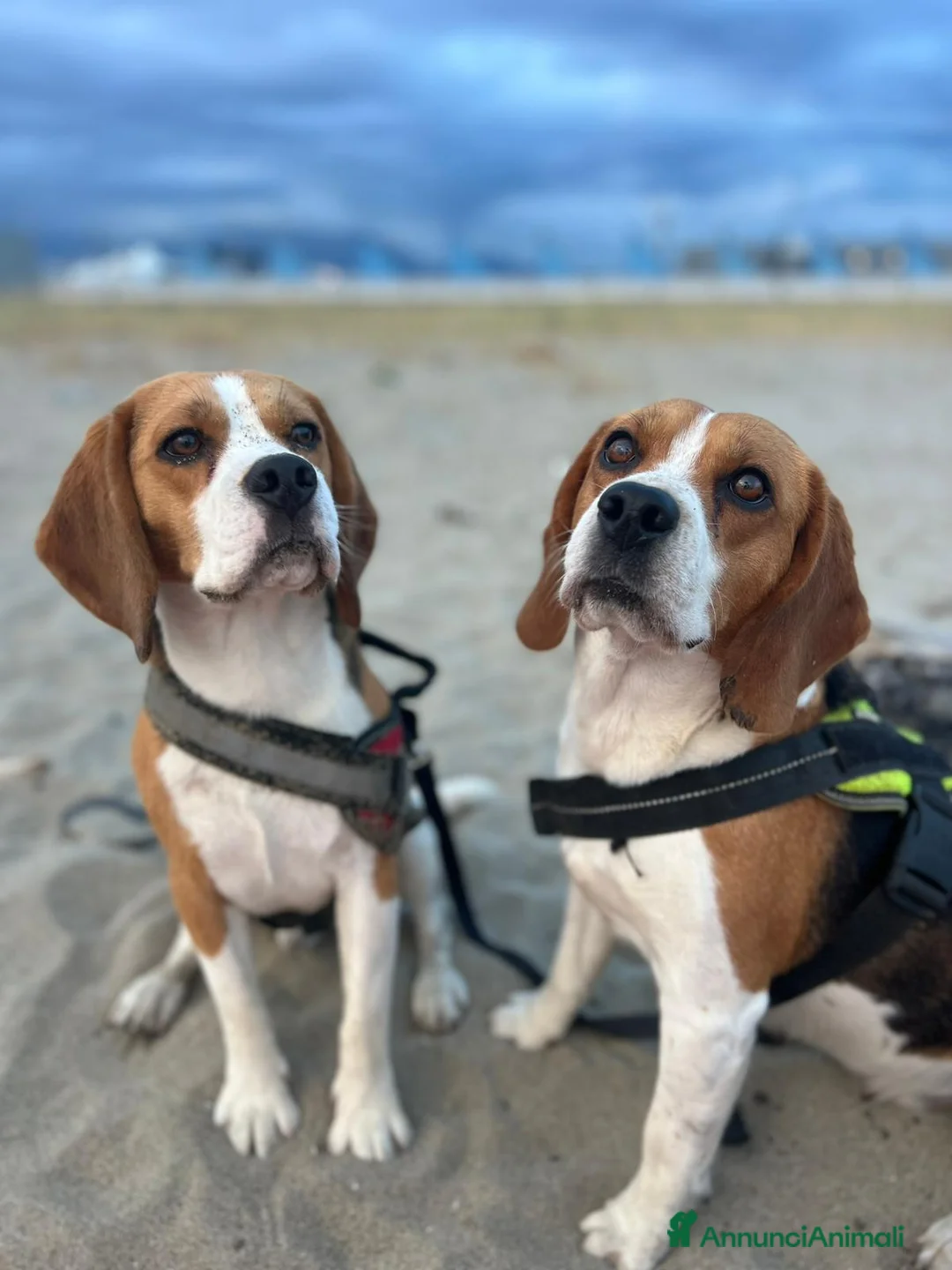Beagle cani in regalo: Provincia di Alessandria  - Annuncio 1