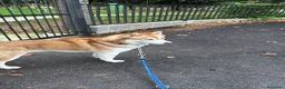 Husky cani per accoppiamento: Husky maschio disponibile per monta  a Provincia di Pescara - Annuncio 2