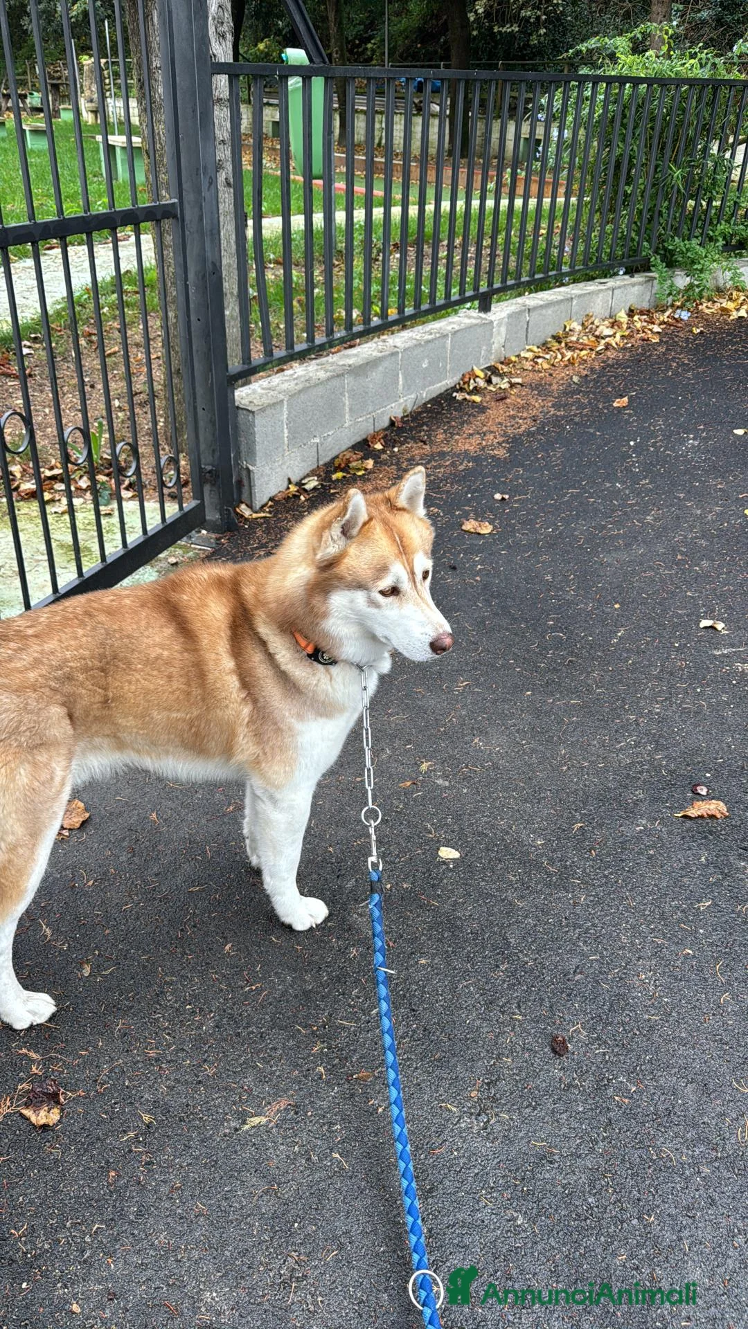 Husky cani per accoppiamento: Husky maschio disponibile per monta  a Provincia di Pescara - Annuncio 2