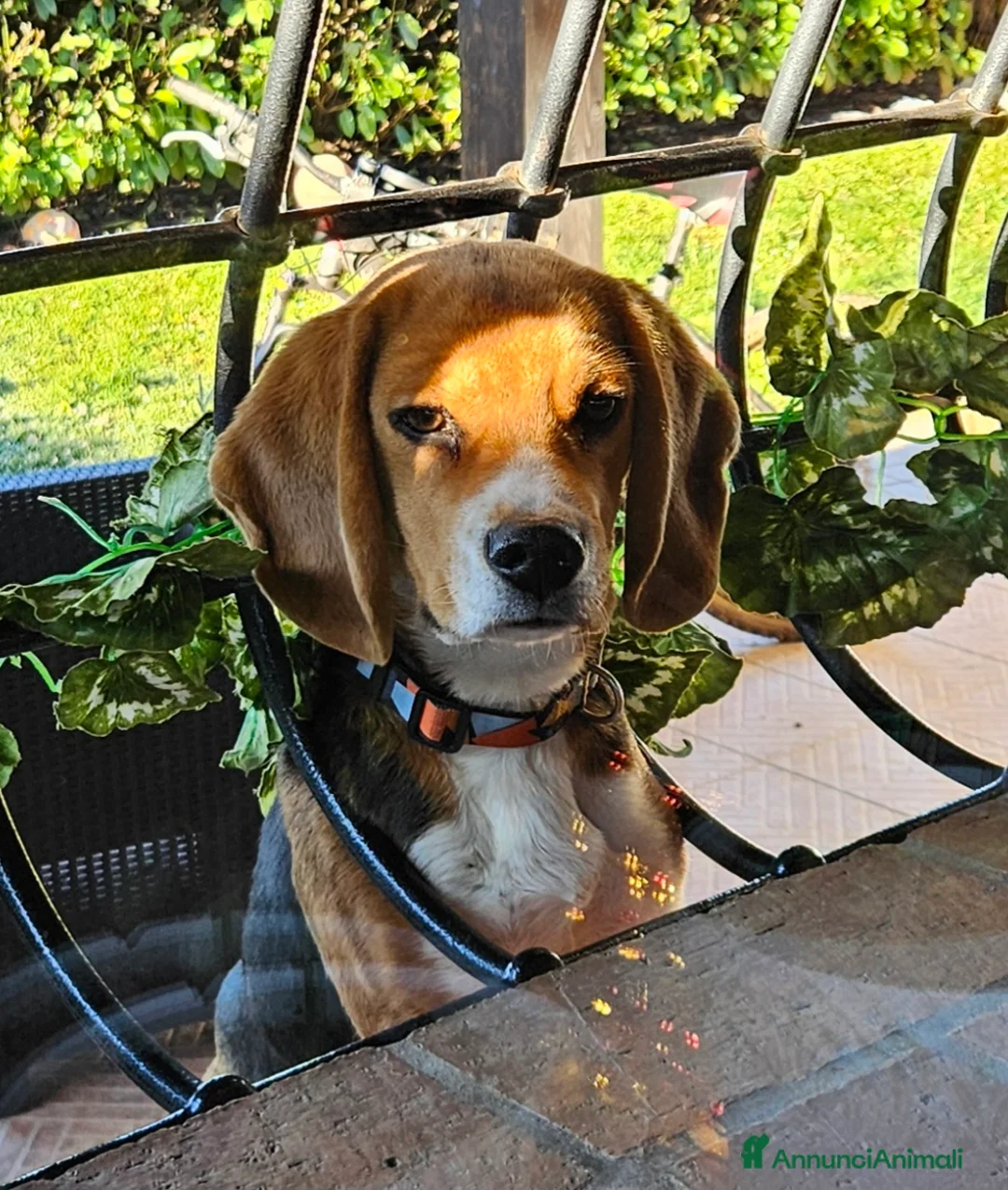 Beagle cani in vendita: Cucciolo Beagle 8 mesi - Annuncio 4