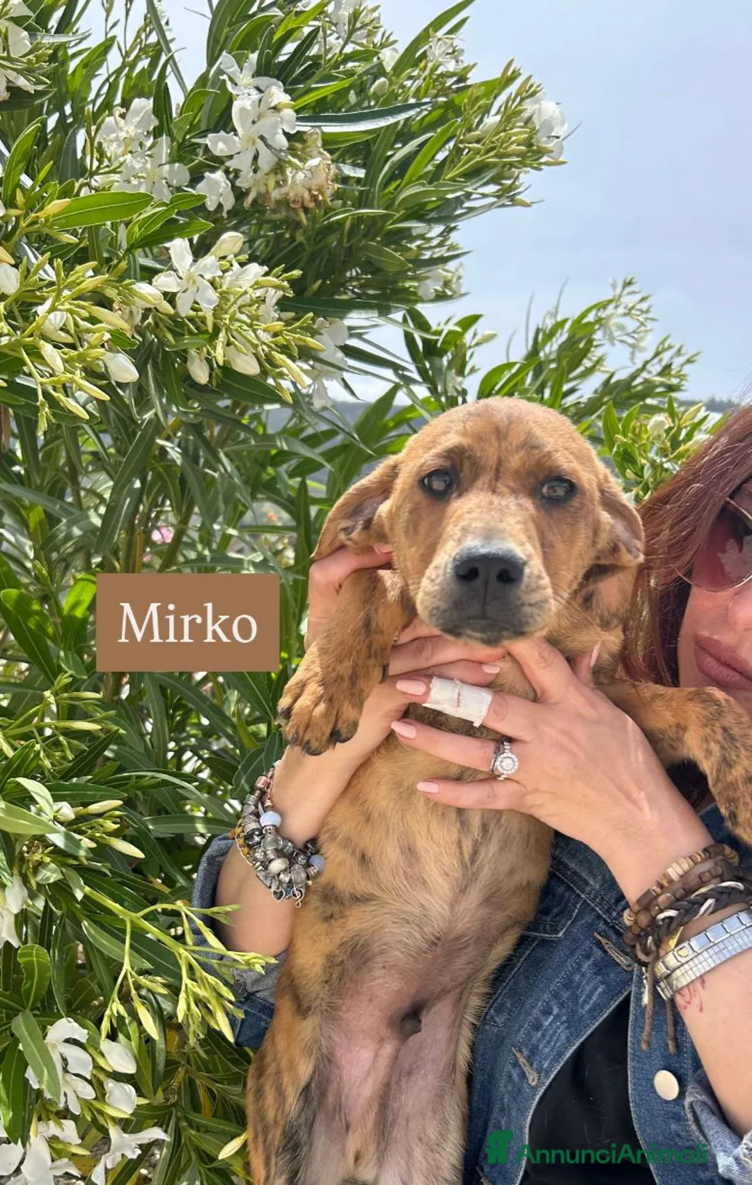 Meticcio cani in regalo: MILO, MIRIANA E MIRKO, - Annuncio 2