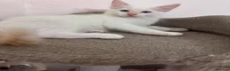 Ragdoll gatti in vendita: Cuccioli di Ragdoll a Città metropolitana di Roma Capitale - Annuncio 3