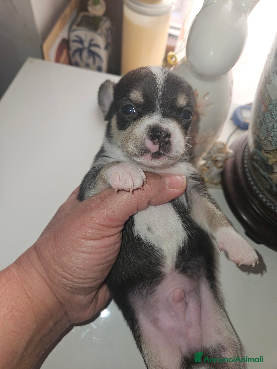 Chihuahua cani in vendita: Chihuahua cuccioli - Annuncio 4