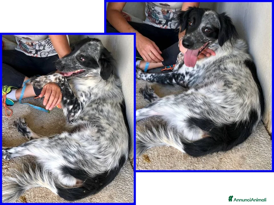 Meticcio cani in regalo: NACHO dolcissimo,agile e vivace - Annuncio 5