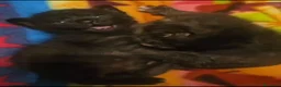 Meticcio gatti in regalo: GATTINO NERO - Annuncio 6