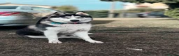 Husky cani in vendita: Cuccioli Husky Siberian  a Provincia di Verona - Annuncio 3