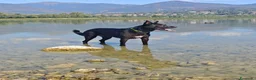 Meticcio cani in regalo: Regalo cane  a Provincia di Lecco - Annuncio 8
