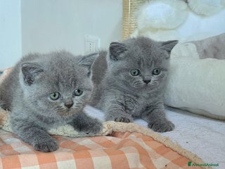 British gatti in vendita - Annuncio 1