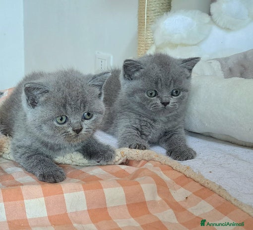 British gatti Disponibile cucciolo maschio e femmina blu - Annuncio 16