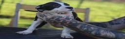 Pitbull cani in vendita: Cuccioli Pit Bull con pedigree anche a rate - Annuncio 7
