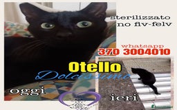 Europeo gatti in regalo: OTELLO GATTINO DOLCISSIMO a Città metropolitana di Roma Capitale - Immagine 1