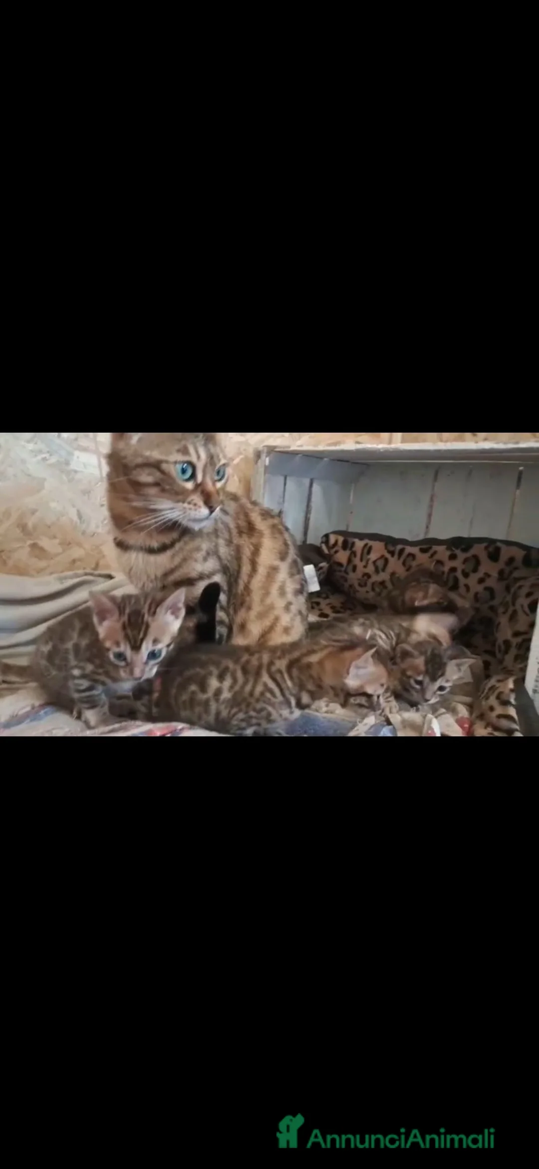 Bengala gatti in vendita: Bengala cuccioli con pedegree - Annuncio 2