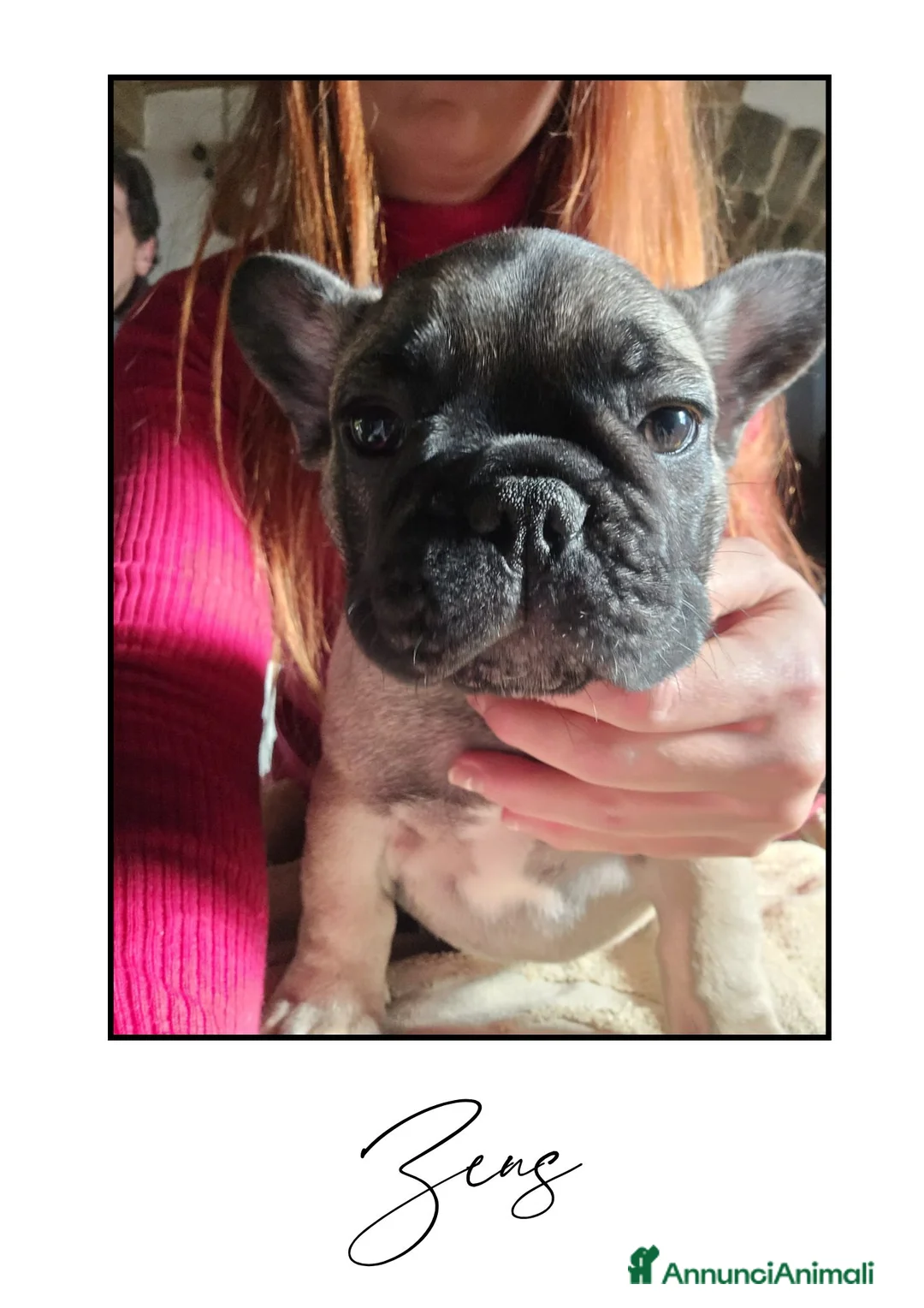 Bulldog Francese cani in vendita: Disponibili cuccioli di Bulldog Francese - Annuncio 15