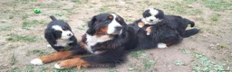 Bovaro del Bernese cani in vendita: Vendita cuccioli bovaro del bernese  - Annuncio 11