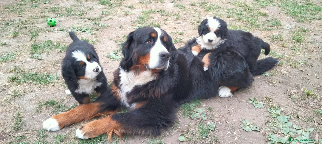 Bovaro del Bernese cani in vendita: Vendita cuccioli bovaro del bernese  - Annuncio 11