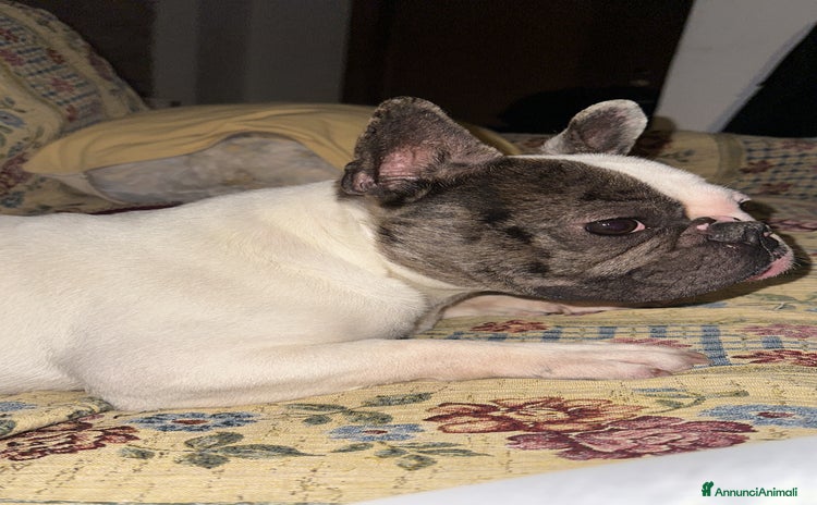 Bulldog Francese cani a Provincia di Matera - Annuncio 8