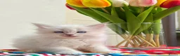 Ragdoll gatti in vendita: cuccioli di ragdoll genitori con pedigree - Annuncio 1