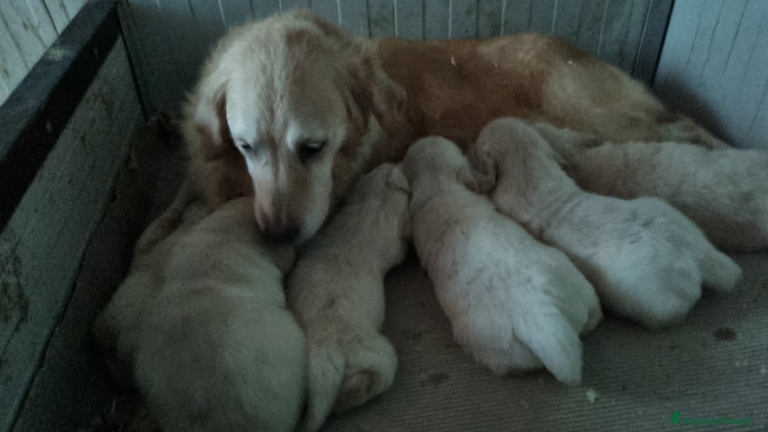 Golden Retriever cani in vendita: cuccioli golden - Annuncio 1