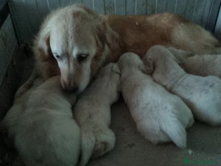 Golden Retriever cani cuccioli golden - Annuncio 1