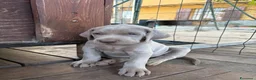 Weimaraner cani in vendita: Cucciolata di 6 Weimaraner  - Annuncio 5