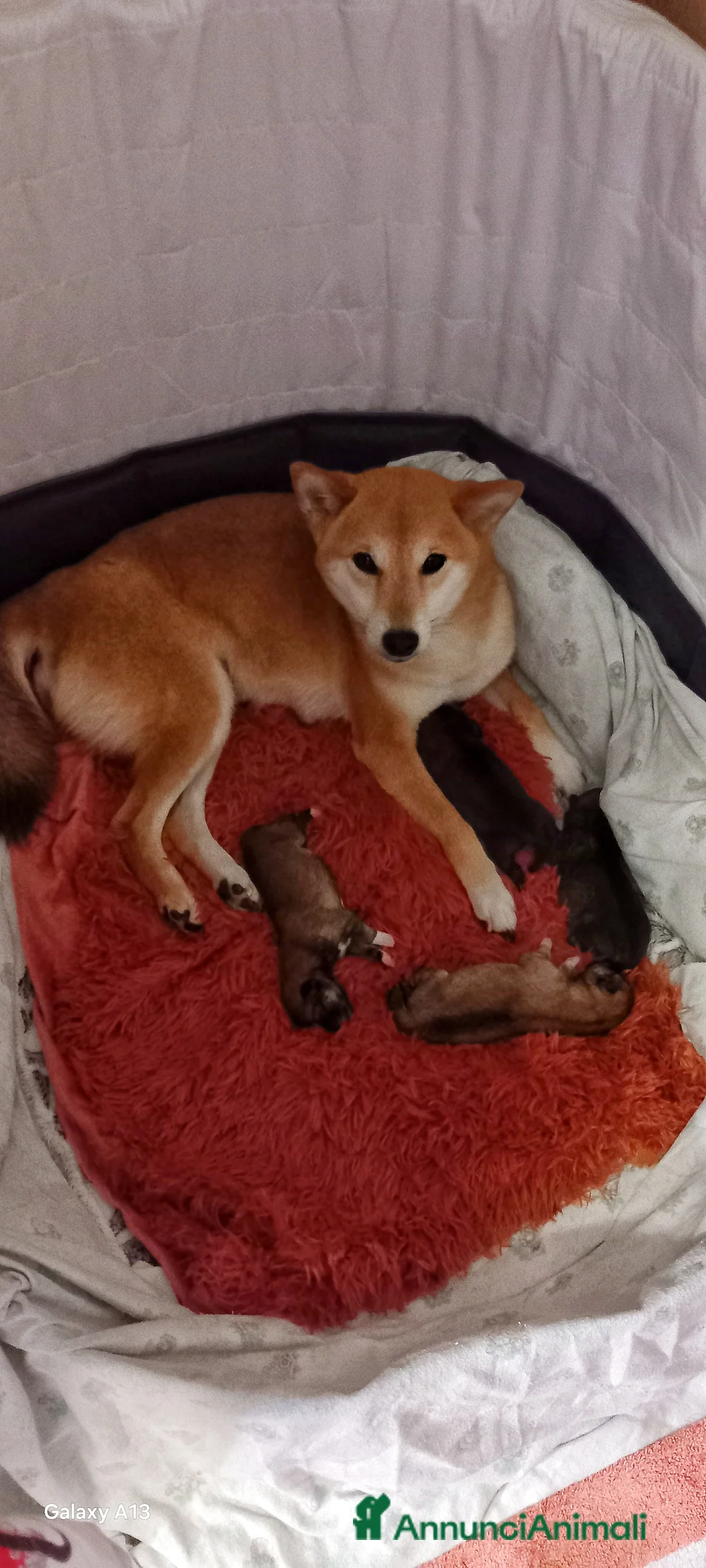 Shiba Inu cani in vendita: Cuccioli shiba inu pedigree Enci  - Annuncio 2