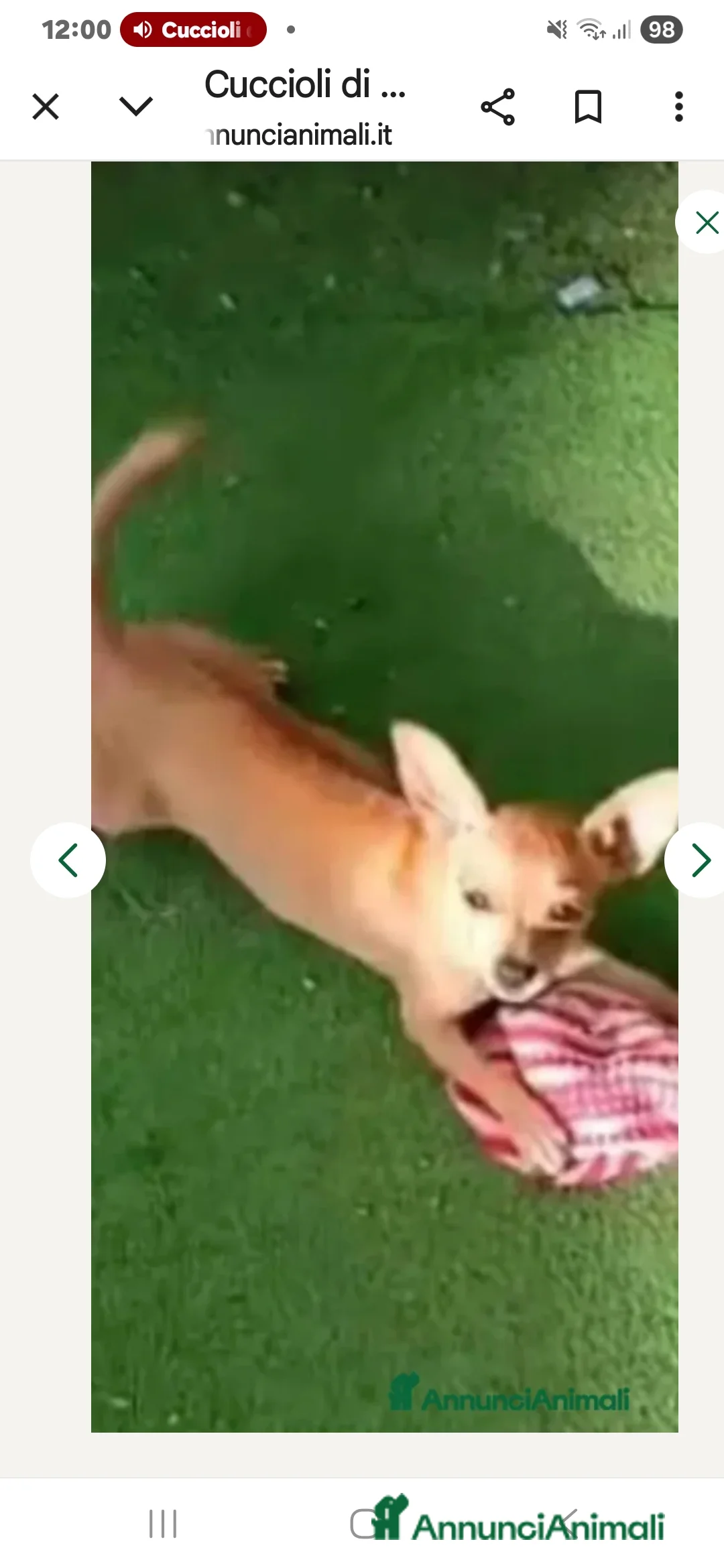 Chihuahua cani in vendita: Cuccioli di chihuahua - Annuncio 18