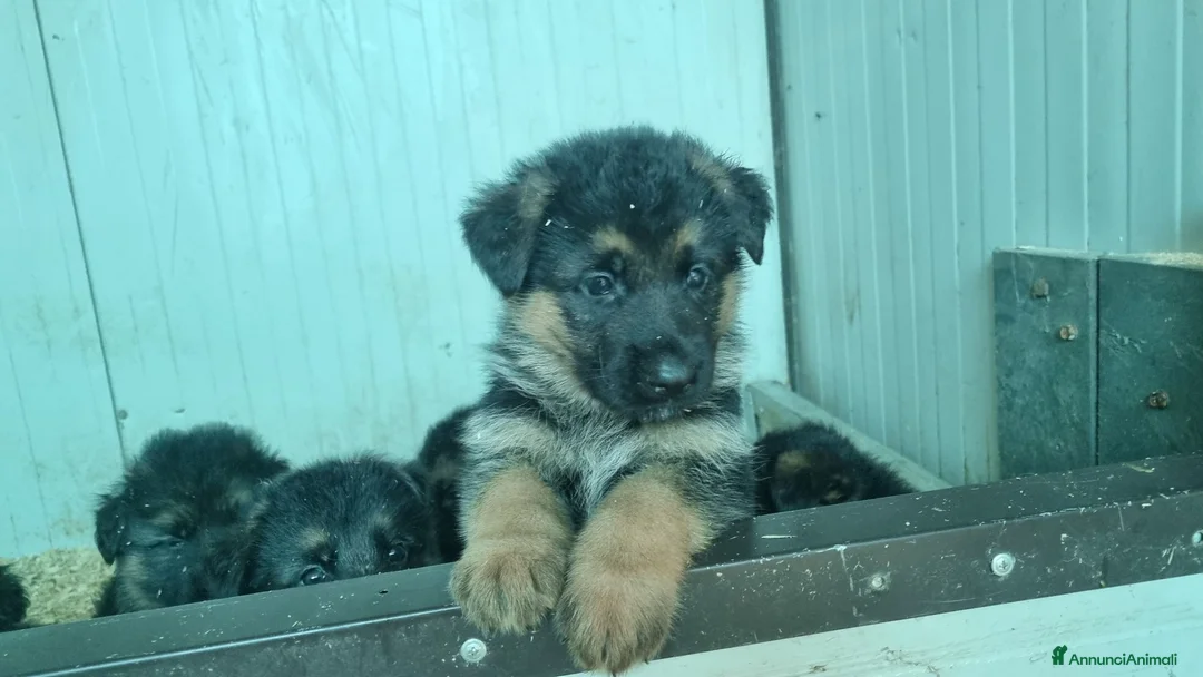 Pastore Tedesco cani in vendita: cuccioli pastore tedesco - Annuncio 2