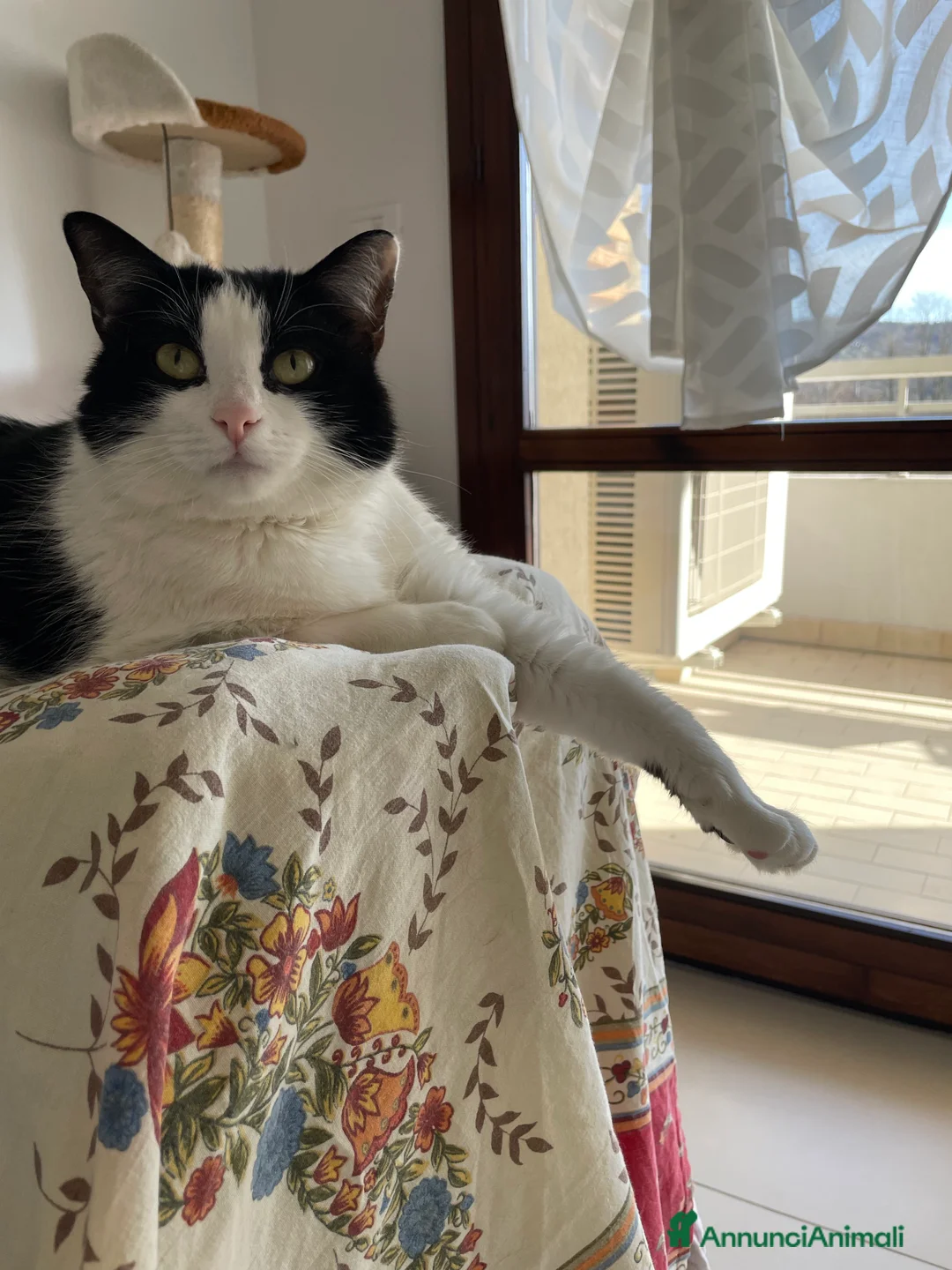 Europeo gatti in vendita: Alma e Pepe cercano nuova famiglia a Città Metropolitana di Bologna - Annuncio 2