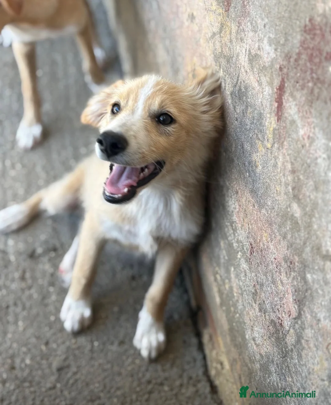 Meticcio cani in regalo: Kate dolcissima cucciola a pelo lungo - Annuncio 1